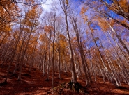 Nome File=autunno-rosso.jpg
Dimensione File=191KB
Dimensioni=700x522
Data aggiunta=Ott 21, 2010 autunno-rosso.jpg