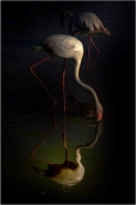Nome File=fenix.jpg
Dimensione File=73KB
Dimensioni=533x800
Data aggiunta=Nov 18, 2012 fenix.jpg