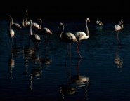 Nome File=flamingos.jpg
Dimensione File=125KB
Dimensioni=800x626
Data aggiunta=Nov 19, 2012 flamingos.jpg