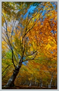 Nome File=vento-di-autunno-ot.jpg
Dimensione File=299KB
Dimensioni=520x800
Data aggiunta=Ott 22, 2010 vento-di-autunno-ot.jpg