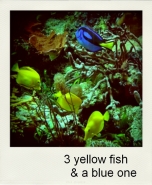 3yellowfishandablueone.jpg