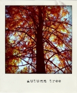 autumntree.jpg