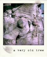 Nome File=averyoldtree.jpg
Dimensione File=282KB
Dimensioni=600x729
Data aggiunta=Giu 04, 2011 averyoldtree.jpg