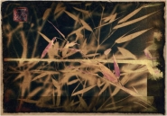 Nome File=bambooleavesstill.jpg
Dimensione File=165KB
Dimensioni=1000x700
Data aggiunta=Mar 22, 2016 bambooleavesstill.jpg
