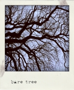 baretree.jpg