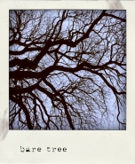 Nome File=baretree.jpg
Dimensione File=264KB
Dimensioni=600x729
Data aggiunta=Gen 04, 2011 baretree.jpg