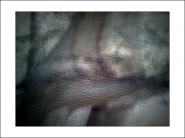 baumschlangenbaum.jpg