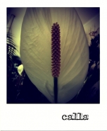 calla.jpg calla.jpg