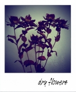 dryflowers~0.jpg