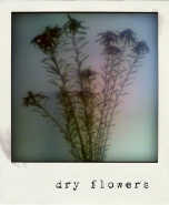 dryflowers.jpg
