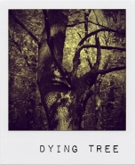 dyingtree.jpg