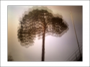 Nome File=föhrenbaum.jpg
Dimensione File=178KB
Dimensioni=1200x900
Data aggiunta=Set 27, 2019 föhrenbaum.jpg