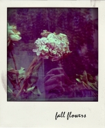 fallflowers.jpg