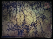 Nome File=fiorineri.jpg
Dimensione File=278KB
Dimensioni=1000x750
Data aggiunta=Apr 21, 2016 fiorineri.jpg