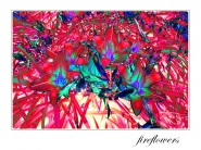 fireflowers.jpg