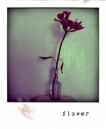 flower.jpg