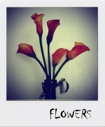 flowers~0.jpg