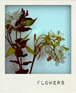 flowers~1.jpg