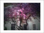 frühlingsblütenbaum.jpg
