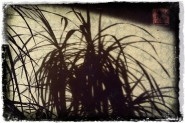 Nome File=lapalmera.jpg
Dimensione File=208KB
Dimensioni=1000x667
Data aggiunta=Apr 27, 2016 lapalmera.jpg