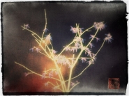 luminousflowers.jpg