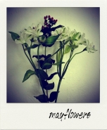mayflowers.jpg
