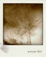 Nome File=mirrortree.jpg
Dimensione File=156KB
Dimensioni=600x729
Data aggiunta=Lug 23, 2010 mirrortree.jpg