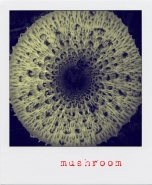 mushroom.jpg