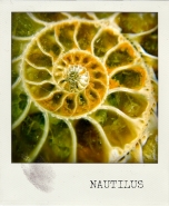 Nome File=nautilus.jpg
Dimensione File=168KB
Dimensioni=600x729
Data aggiunta=Lug 26, 2011 nautilus.jpg