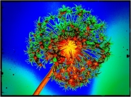 neonflower.jpg