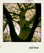 oldtree.jpg