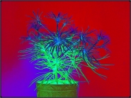 poisonplant.jpg poisonplant.jpg