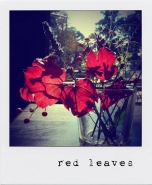 redleaves.jpg