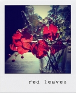 Nome File=redleaves.jpg
Dimensione File=150KB
Dimensioni=600x727
Data aggiunta=Mag 13, 2011 redleaves.jpg