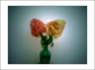 rotundweiss.jpg