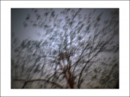 Nome File=schütterbaum.jpg
Dimensione File=219KB
Dimensioni=1200x900
Data aggiunta=Ott 20, 2020 schütterbaum.jpg