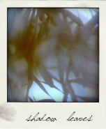 Nome File=shadowleaves.jpg
Dimensione File=114KB
Dimensioni=600x729
Data aggiunta=Giu 12, 2011 shadowleaves.jpg