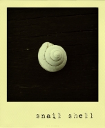 snailshell.jpg