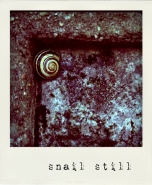 snailstill.jpg