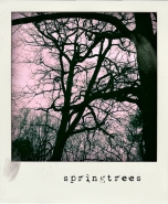springtrees.jpg