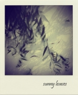 Nome File=sunnyleaves.jpg
Dimensione File=113KB
Dimensioni=600x727
Data aggiunta=Lug 23, 2011 sunnyleaves.jpg