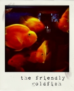 thefriendlygoldfish.jpg