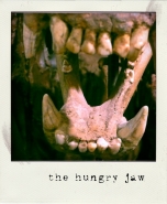 thehungryjaw.jpg
