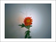 Nome File=theorangeflower.jpg
Dimensione File=131KB
Dimensioni=1200x900
Data aggiunta=Nov 06, 2019 theorangeflower.jpg
