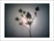 Nome File=thistle.jpg
Dimensione File=154KB
Dimensioni=1200x900
Data aggiunta=Giu 29, 2019 thistle.jpg