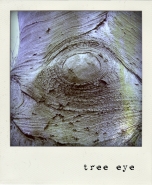 treeeye.jpg treeeye.jpg