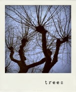 Nome File=trees.jpg
Dimensione File=215KB
Dimensioni=600x727
Data aggiunta=Apr 25, 2011 trees.jpg