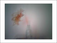 Nome File=trockenblumenblüte.jpg
Dimensione File=135KB
Dimensioni=1200x900
Data aggiunta=Mag 14, 2020 trockenblumenblüte.jpg