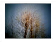 wintersonnenbäume.jpg