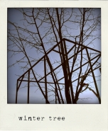 wintertree.jpg